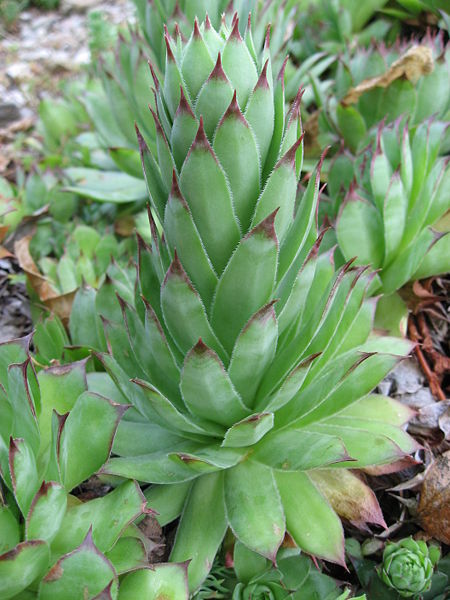  Image name: semprevivo maggiore4.jpg 
 width: 450 pixel 
 height: 600 pixel 
 Size: 65829 bytes 
 Click to enlarge 